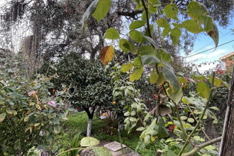 Dom w Alhaurin el Grande, Malaga, Hiszpania 2 sypialnie, 100 mkw. nr 152554 – zdjęcie 29