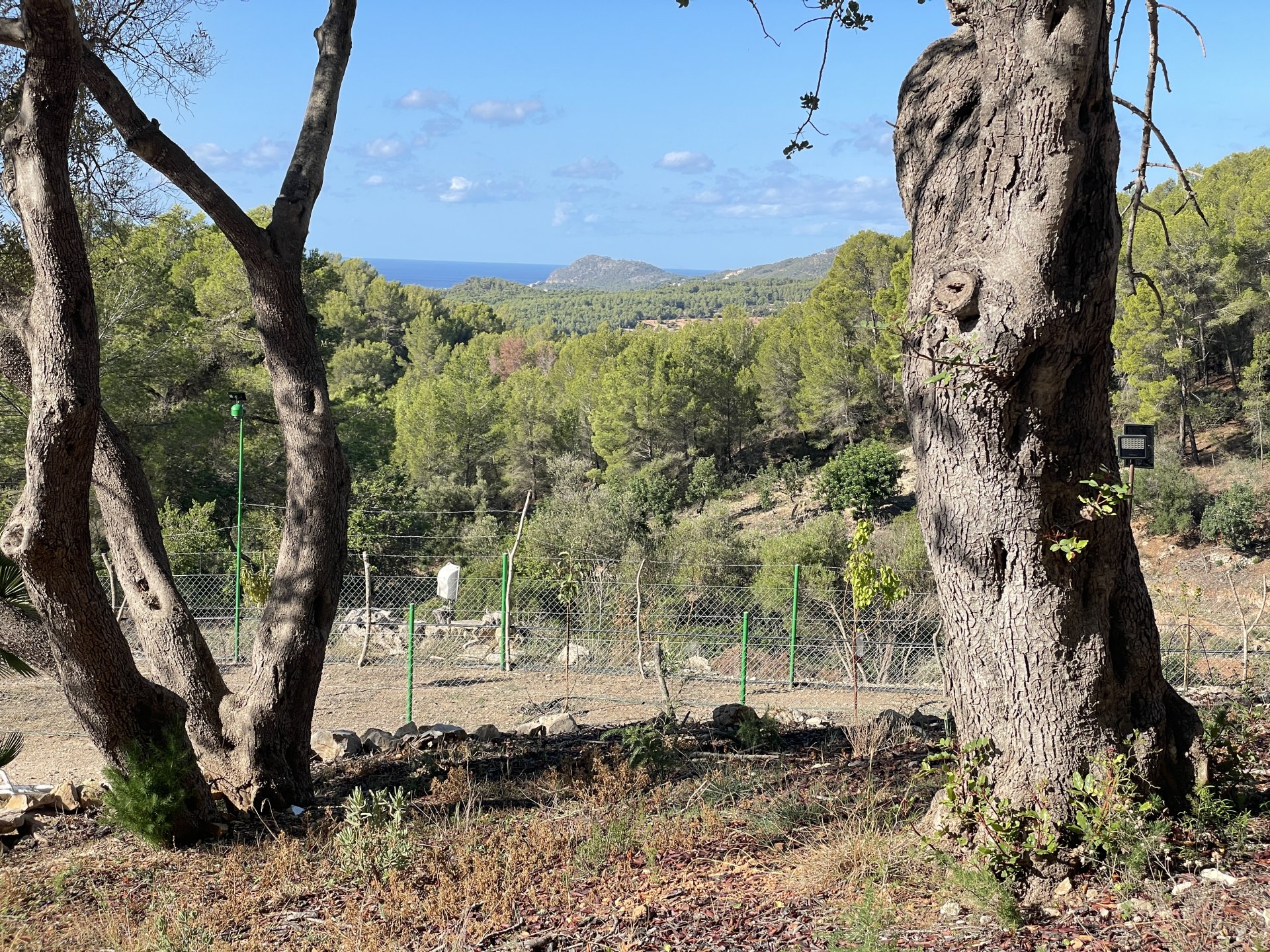 Finca Calvia, Mallorca, Espanja 1 makuuhuone, 60 m2 No. 138612