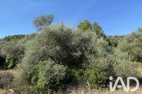 Продажа земельного участка в Аско, Таррагона, Испания 254243м2 №187838 - фото 20