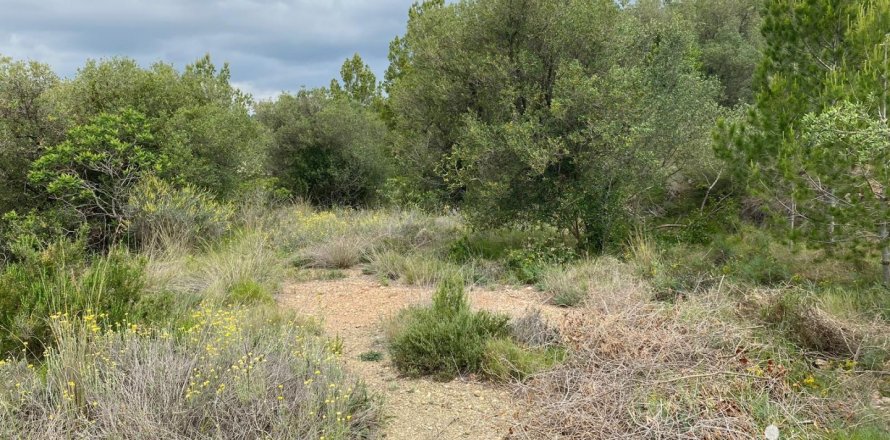 Terreno a Castellvell del Camp, Tarragona, Spagna 4813 mq. N° 153993