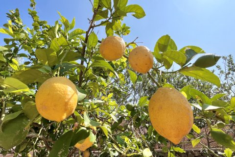 Finca zur Miete in Muro, Mallorca, Spanien 1 Schlafzimmer, 92 m2 Nr. 149269 - Foto 13