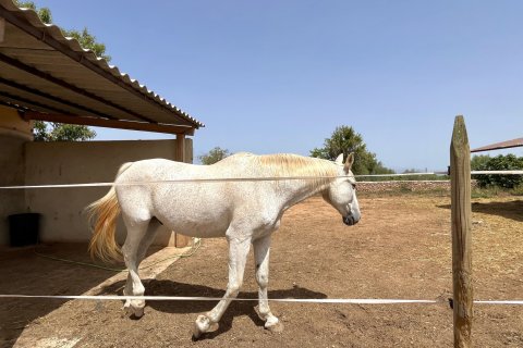 Villa en alquiler en Algaida, Mallorca, España 1 dormitorio, 80 m2 No. 149267 - foto 18