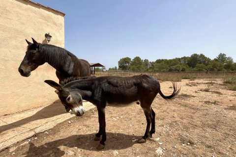 Villa en alquiler en Algaida, Mallorca, España 1 dormitorio, 80 m2 No. 149267 - foto 19