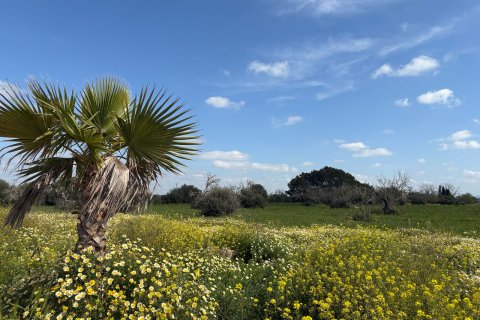 Finca for sale in Campos, Mallorca, Spain 4 bedrooms, 230 sq.m. No. 164442 - photo 6