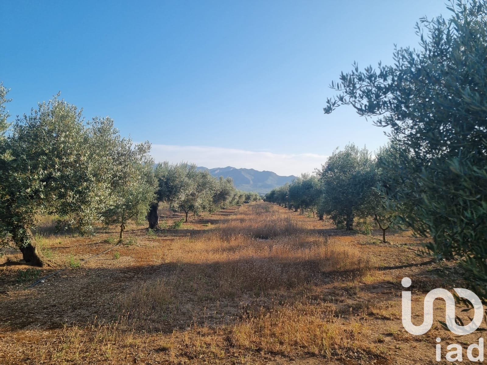 Land plot à Ginestar, Tarragona, Espagne 6093 m2 No. 185815