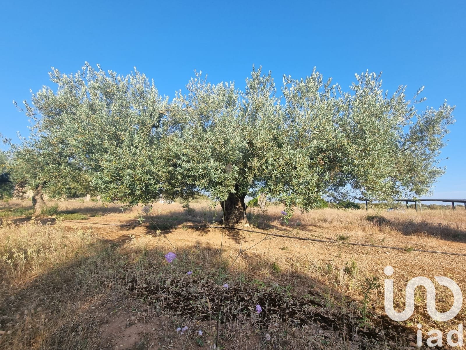 Land plot à Ginestar, Tarragona, Espagne 6093 m2 No. 185815