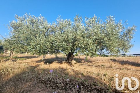 Parcela en venta en Ginestar, Tarragona, España 6093 m2 No. 185815 - foto 4