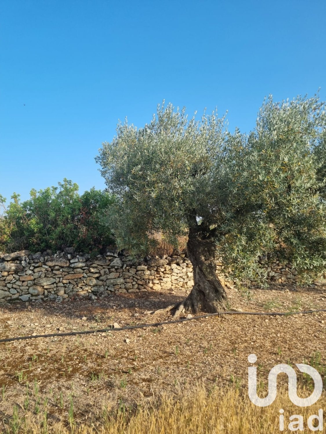 Land plot à Ginestar, Tarragona, Espagne 6093 m2 No. 185815