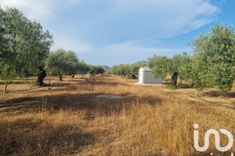 Terreno a Ginestar, Tarragona, Spagna 6093 mq. N° 185815