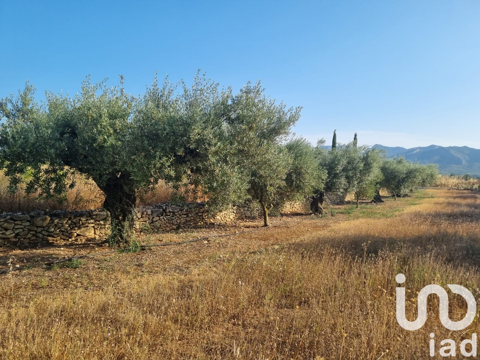 Land plot à Ginestar, Tarragona, Espagne 6093 m2 No. 185815