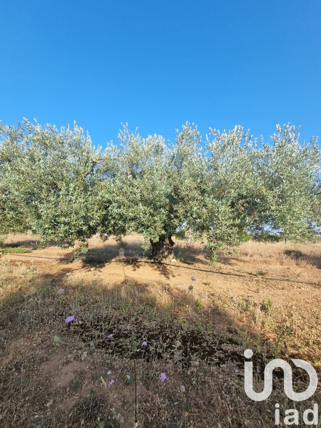 Land plot à Ginestar, Tarragona, Espagne 6093 m2 No. 185815