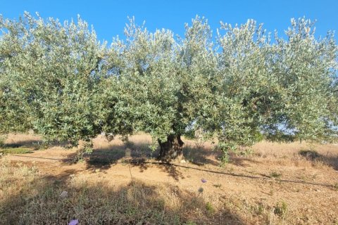 Parcela en venta en Ginestar, Tarragona, España 6093 m2 No. 185815 - foto 21