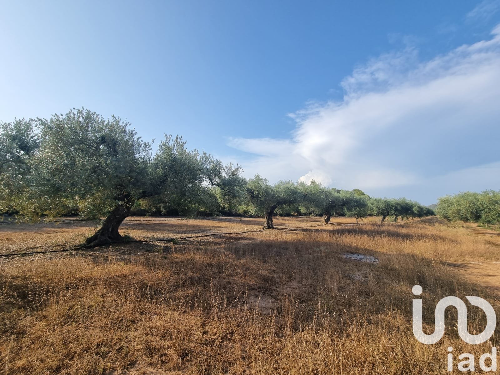 Land plot à Ginestar, Tarragona, Espagne 6093 m2 No. 185815