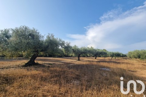 Parcela en venta en Ginestar, Tarragona, España 6093 m2 No. 185815 - foto 10