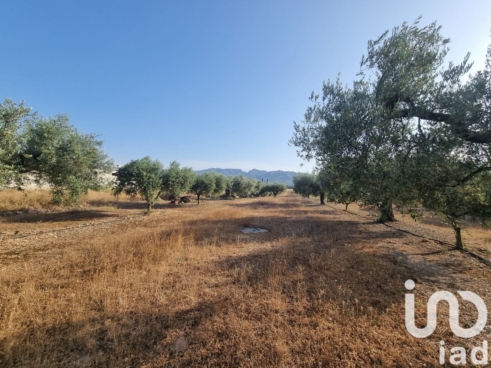 Land plot à Ginestar, Tarragona, Espagne 6093 m2 No. 185815