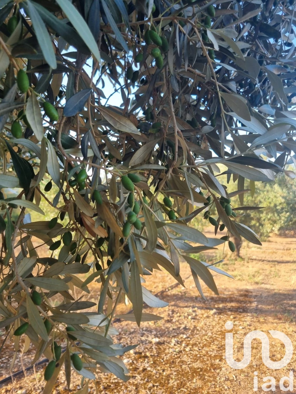 Land plot à Ginestar, Tarragona, Espagne 6093 m2 No. 185815
