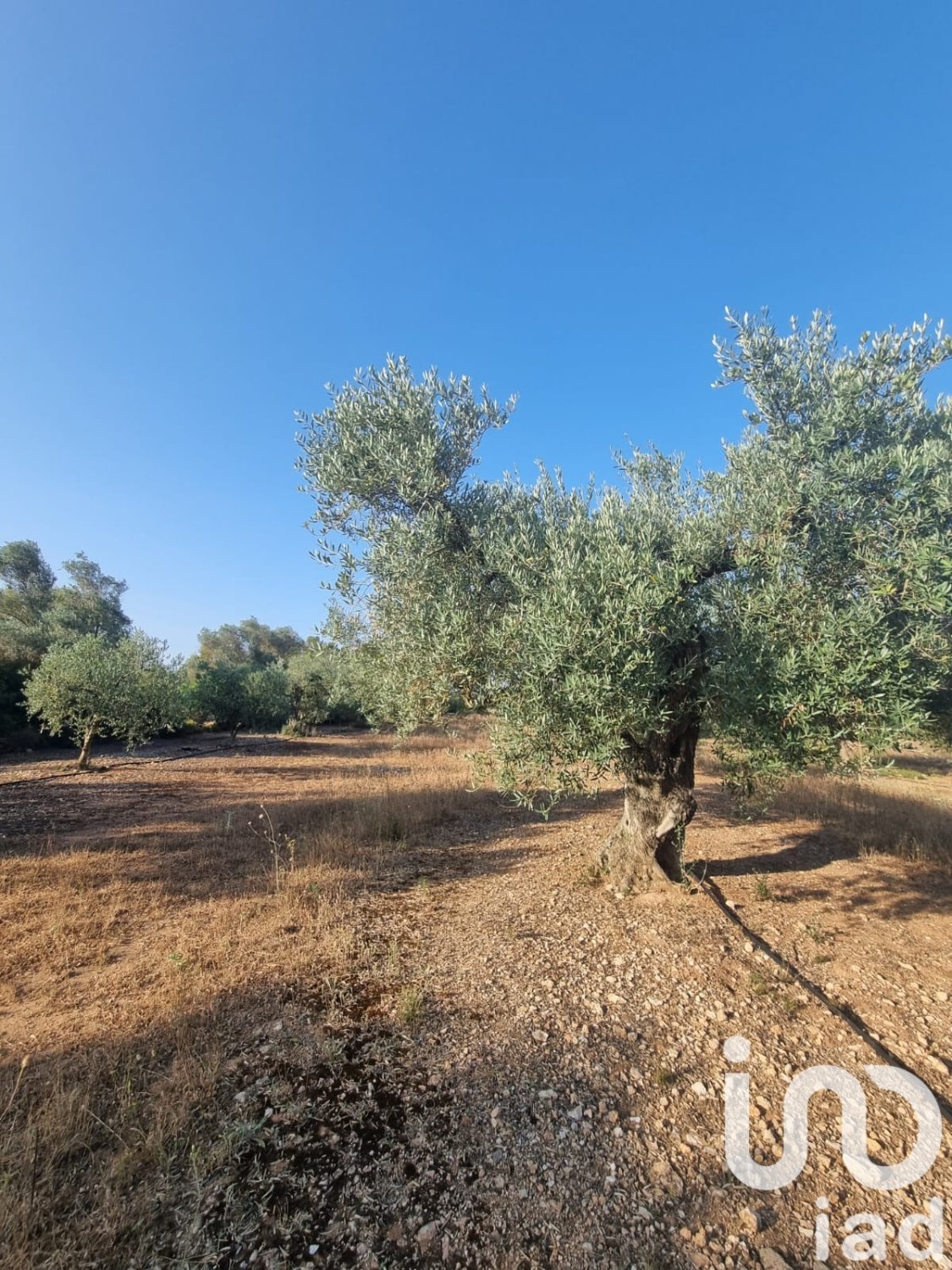 Land plot à Ginestar, Tarragona, Espagne 6093 m2 No. 185815