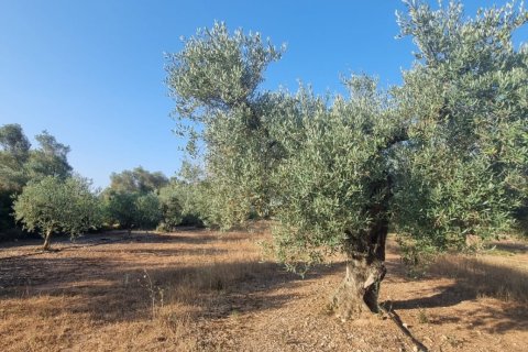 Parcela en venta en Ginestar, Tarragona, España 6093 m2 No. 185815 - foto 19