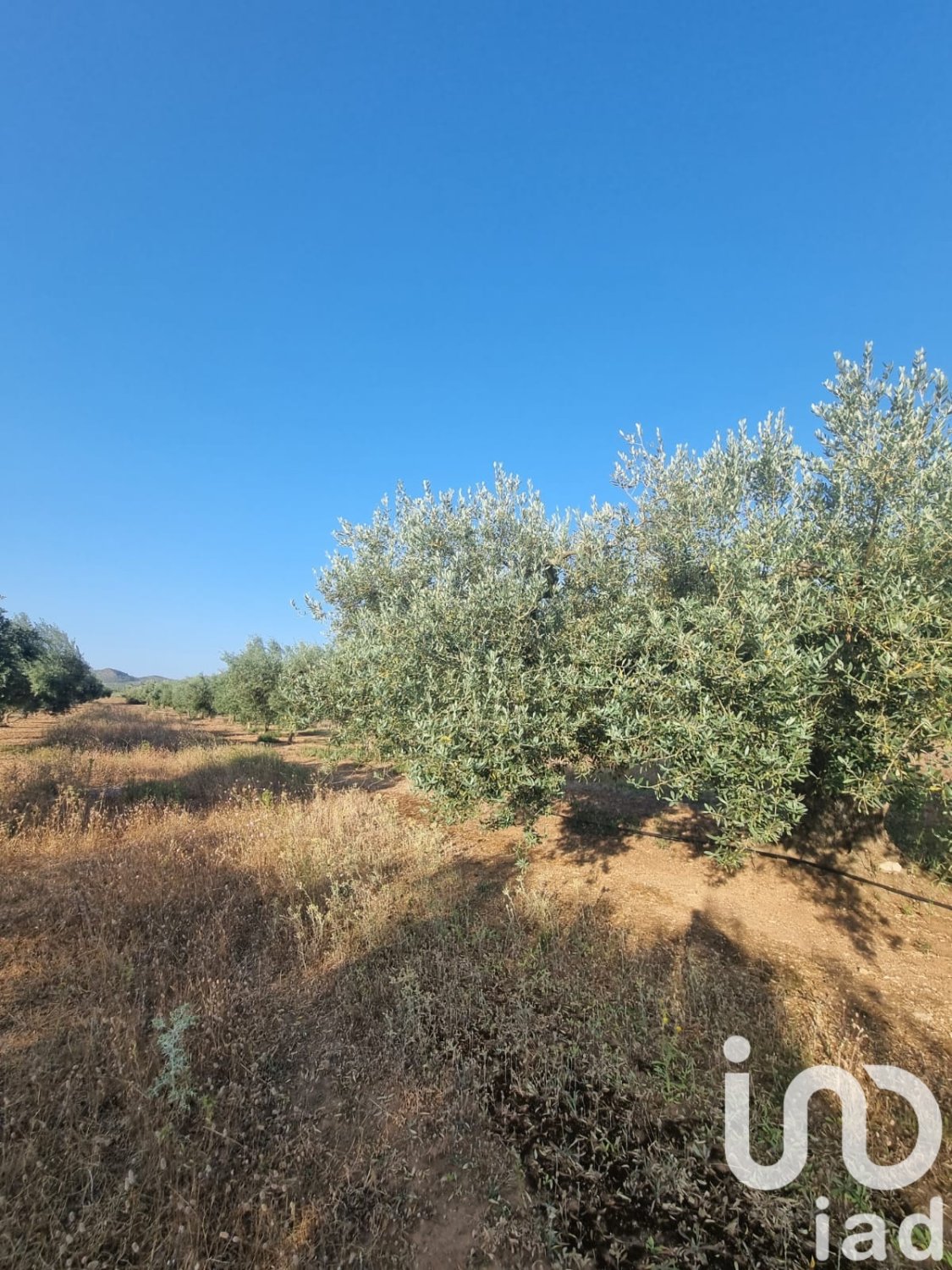 Land plot à Ginestar, Tarragona, Espagne 6093 m2 No. 185815