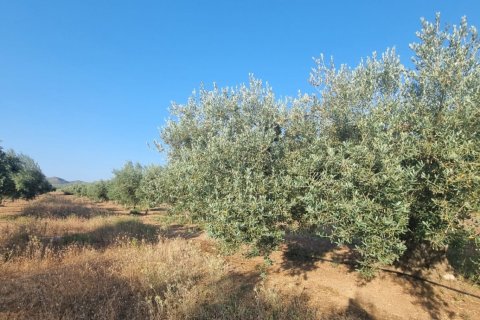 Parcela en venta en Ginestar, Tarragona, España 6093 m2 No. 185815 - foto 15