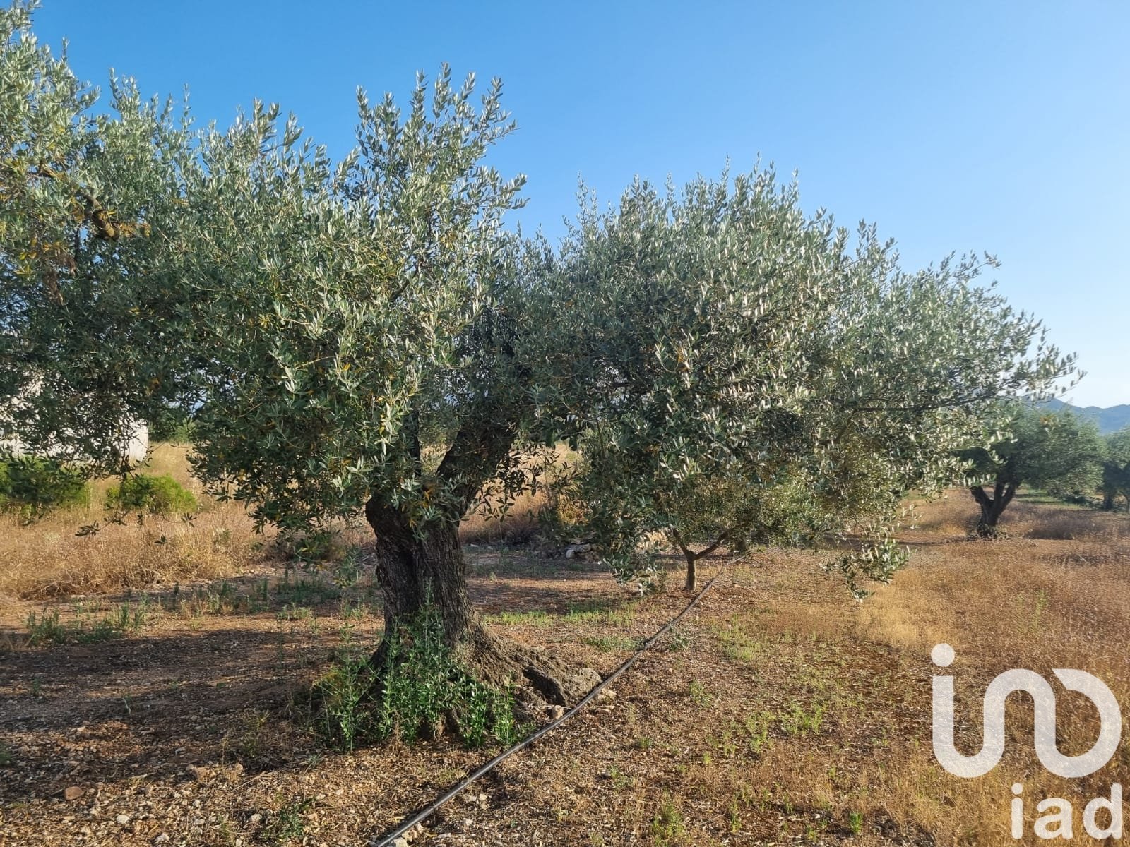 Land plot à Ginestar, Tarragona, Espagne 6093 m2 No. 185815