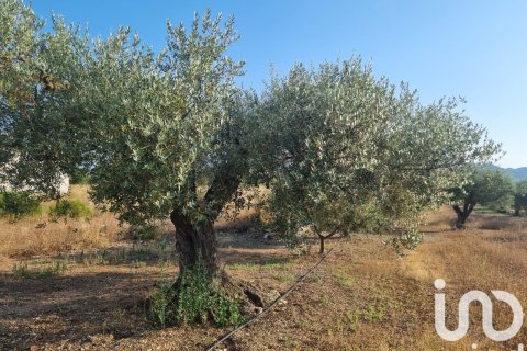 Parcela en venta en Ginestar, Tarragona, España 6093 m2 No. 185815 - foto 8