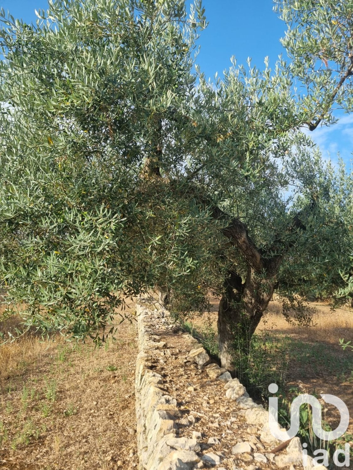 Land plot à Ginestar, Tarragona, Espagne 6093 m2 No. 185815