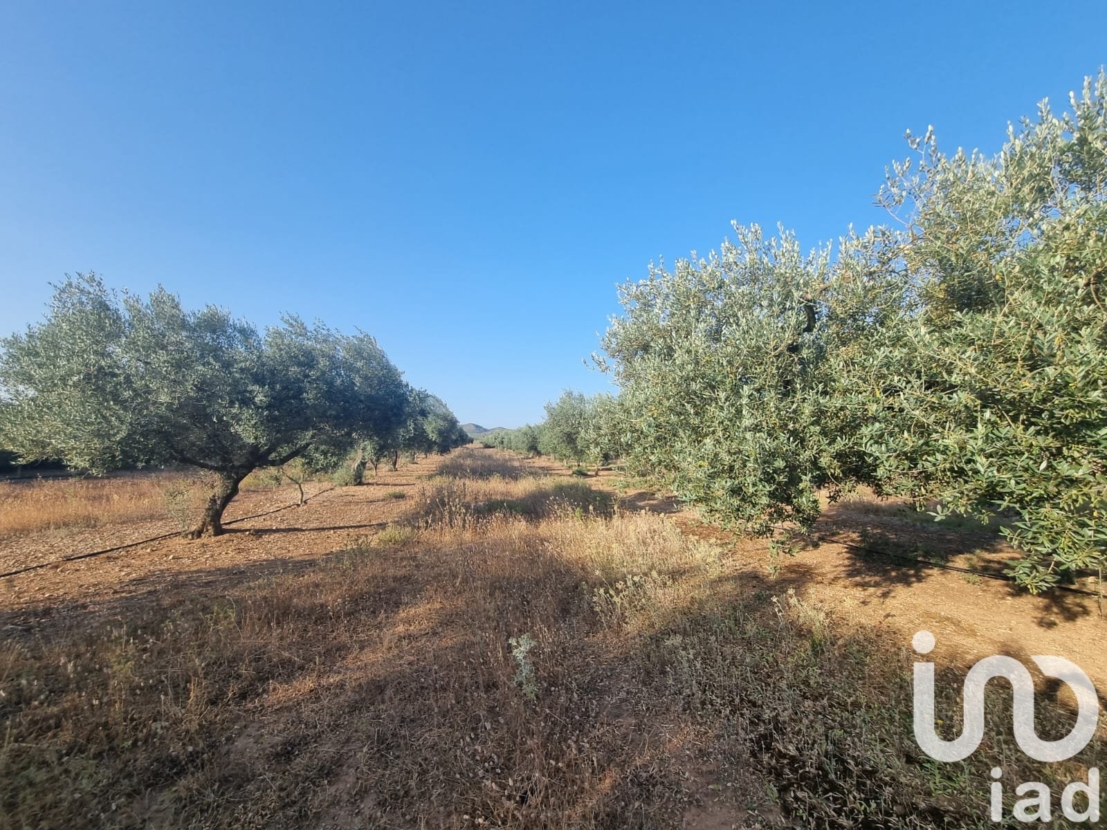 Land plot à Ginestar, Tarragona, Espagne 6093 m2 No. 185815