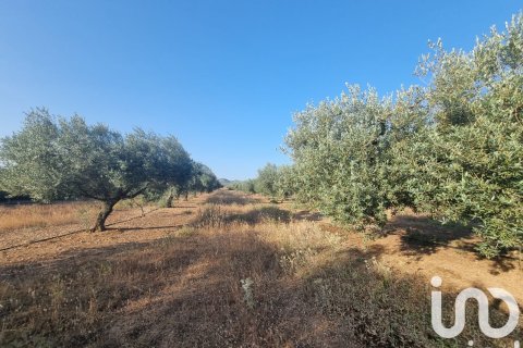 Parcela en venta en Ginestar, Tarragona, España 6093 m2 No. 185815 - foto 11