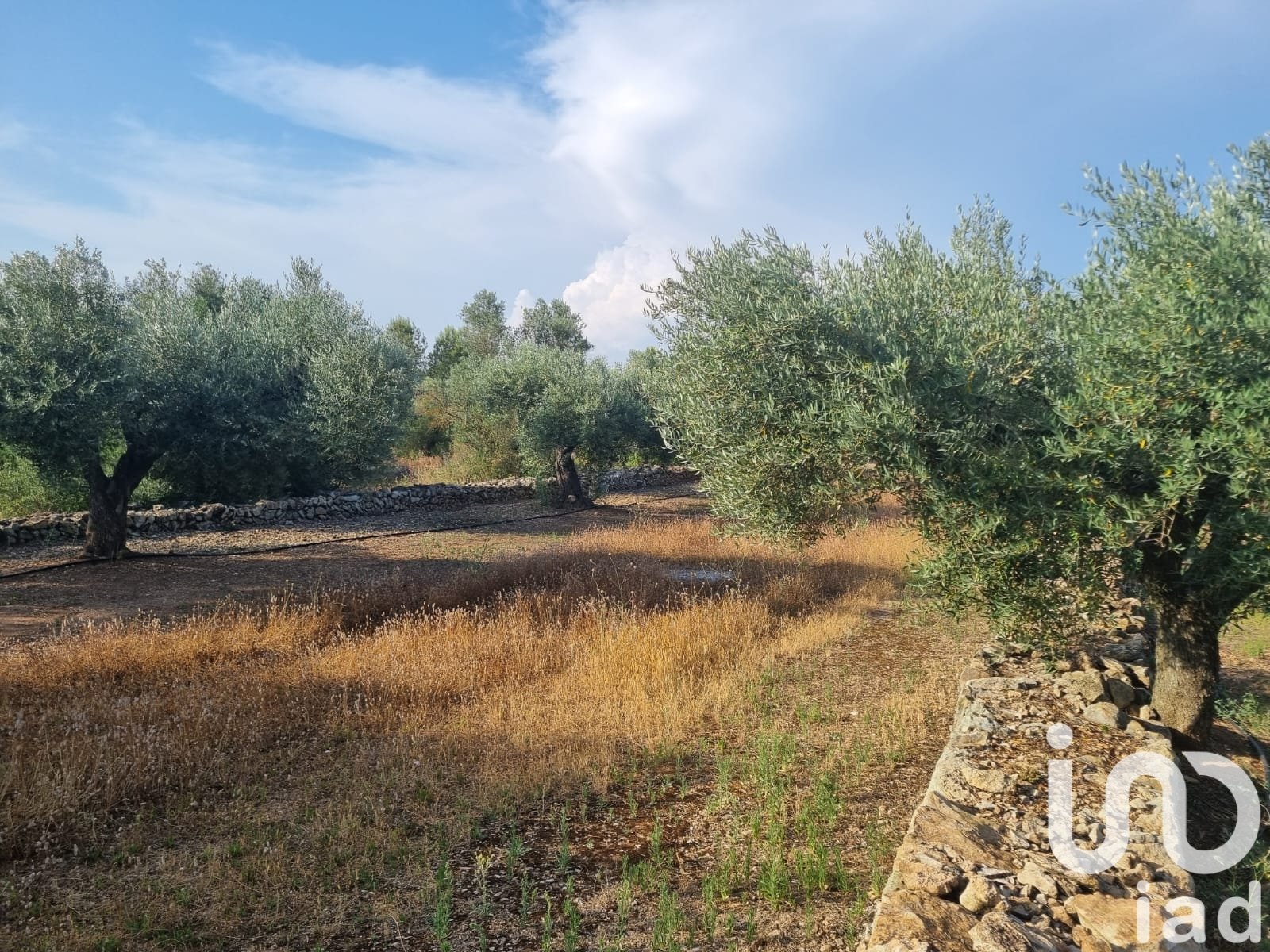 Land plot à Ginestar, Tarragona, Espagne 6093 m2 No. 185815