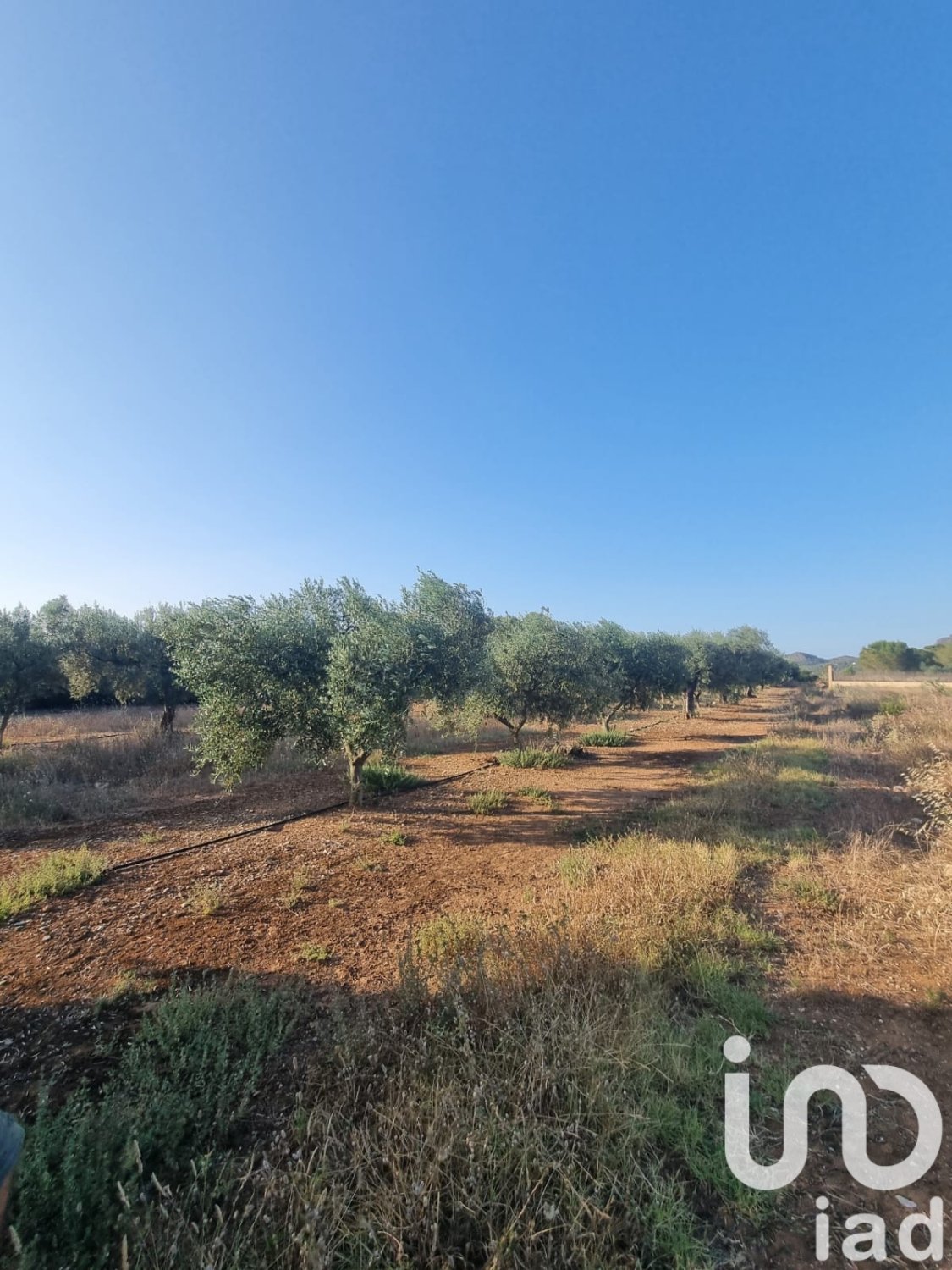 Land plot à Ginestar, Tarragona, Espagne 6093 m2 No. 185815
