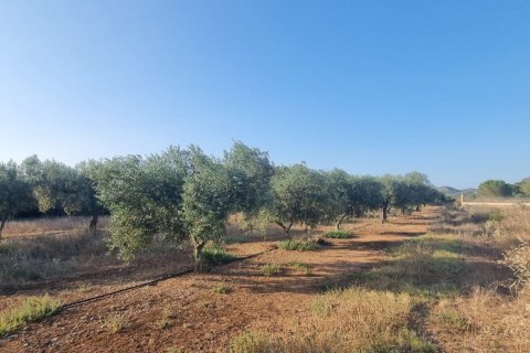 Parcela en venta en Ginestar, Tarragona, España 6093 m2 No. 185815 - foto 18