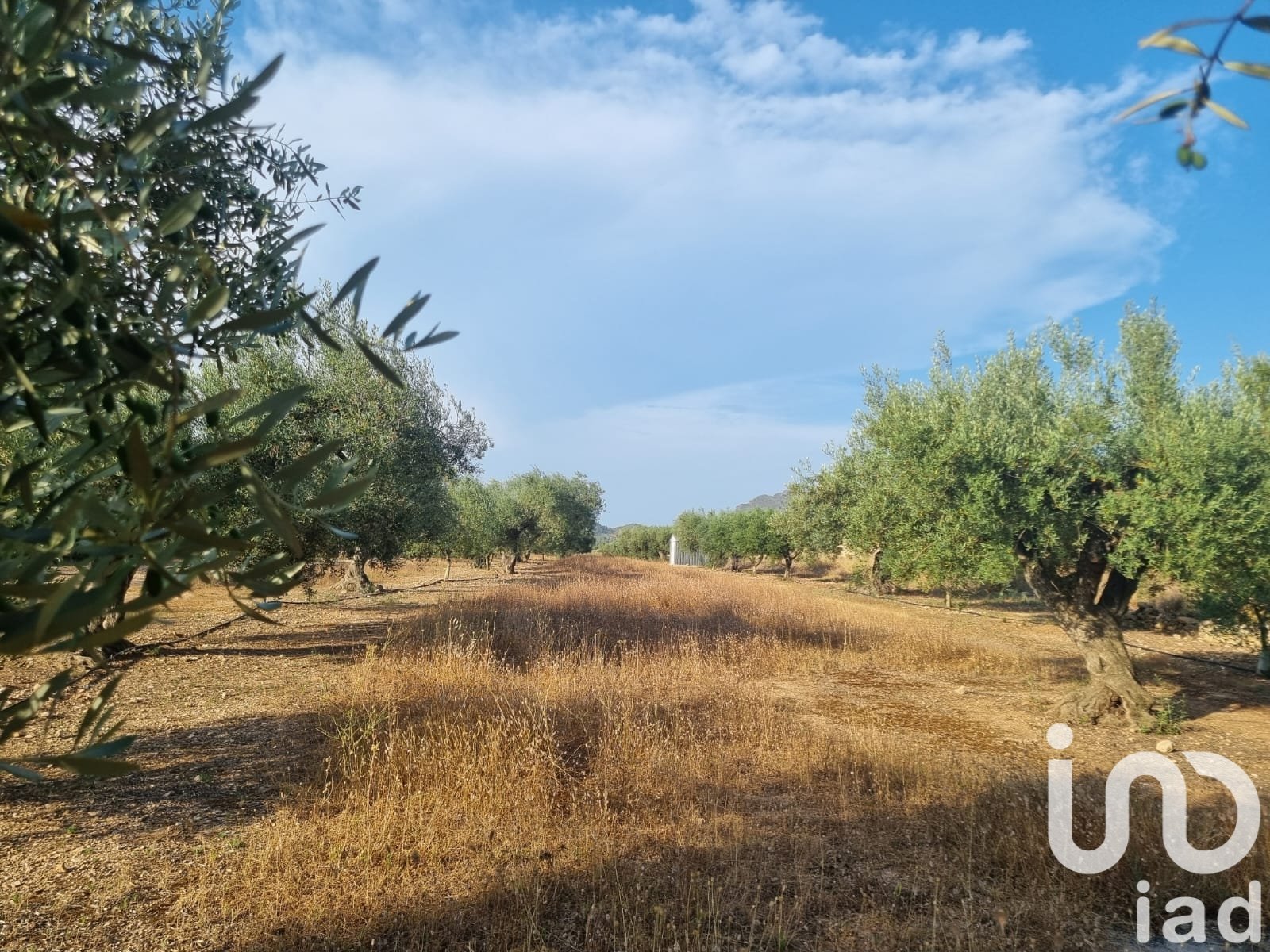 Land plot à Ginestar, Tarragona, Espagne 6093 m2 No. 185815