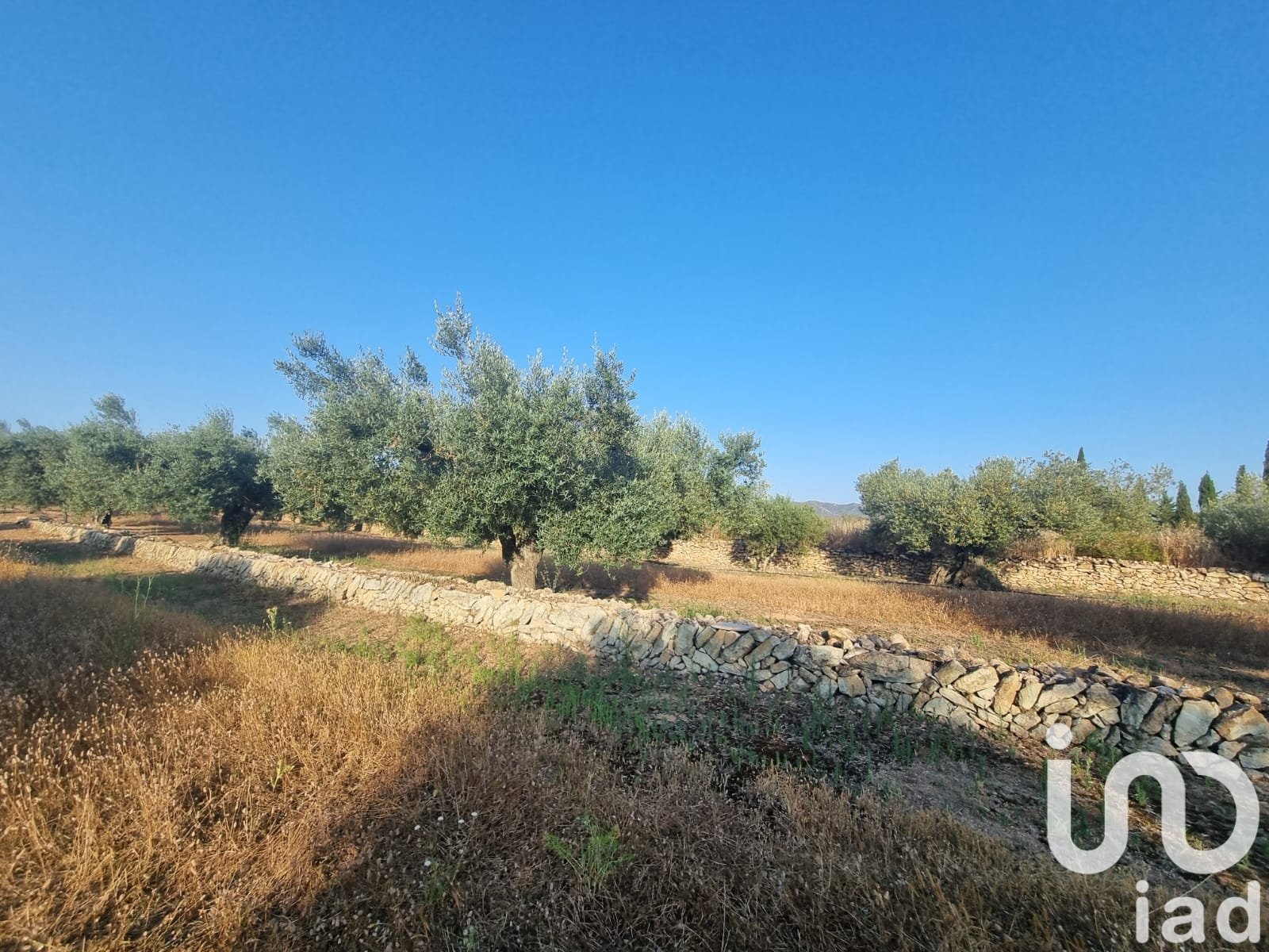 Land plot à Ginestar, Tarragona, Espagne 6093 m2 No. 185815