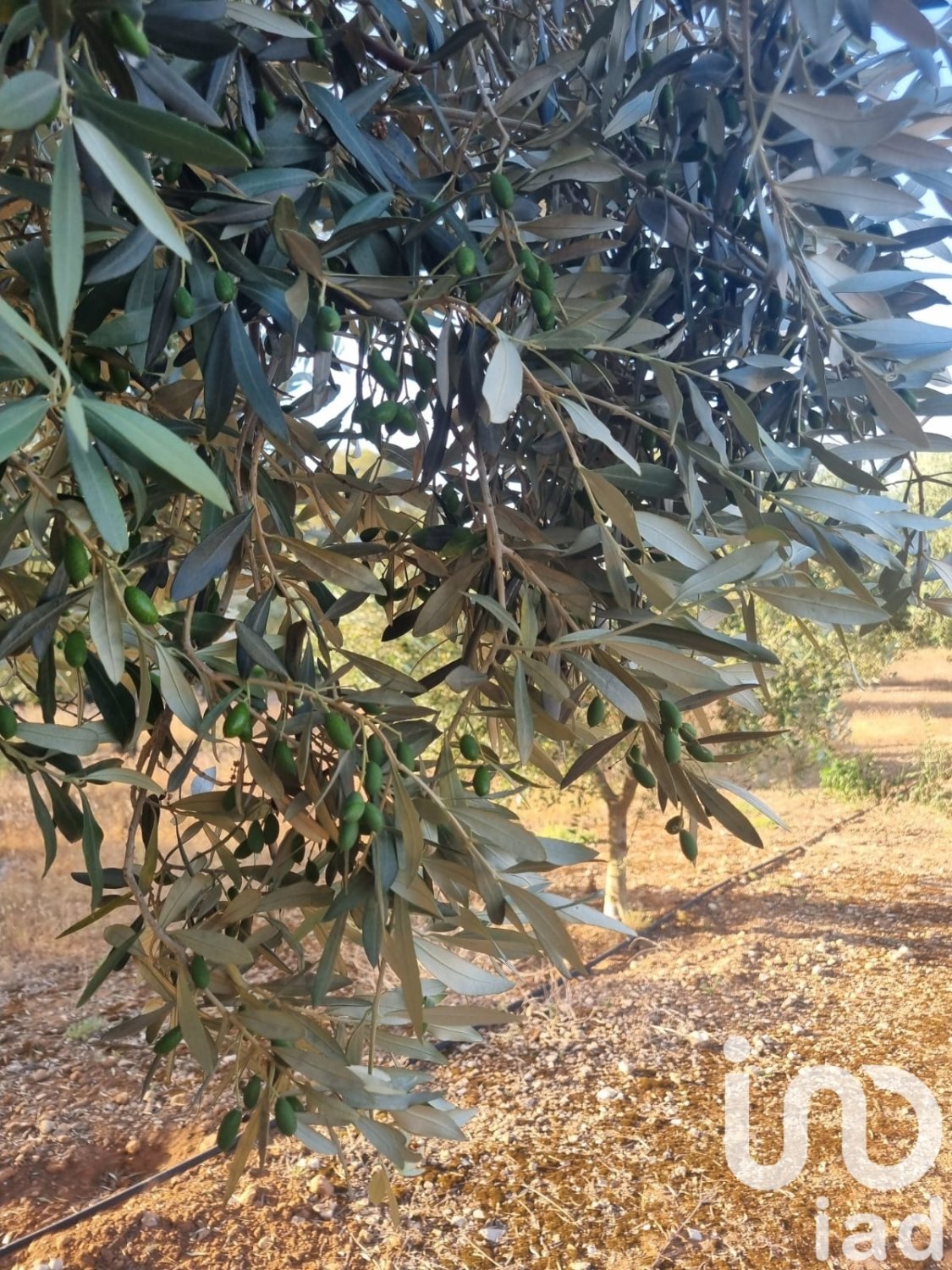 Land plot à Ginestar, Tarragona, Espagne 6093 m2 No. 185815