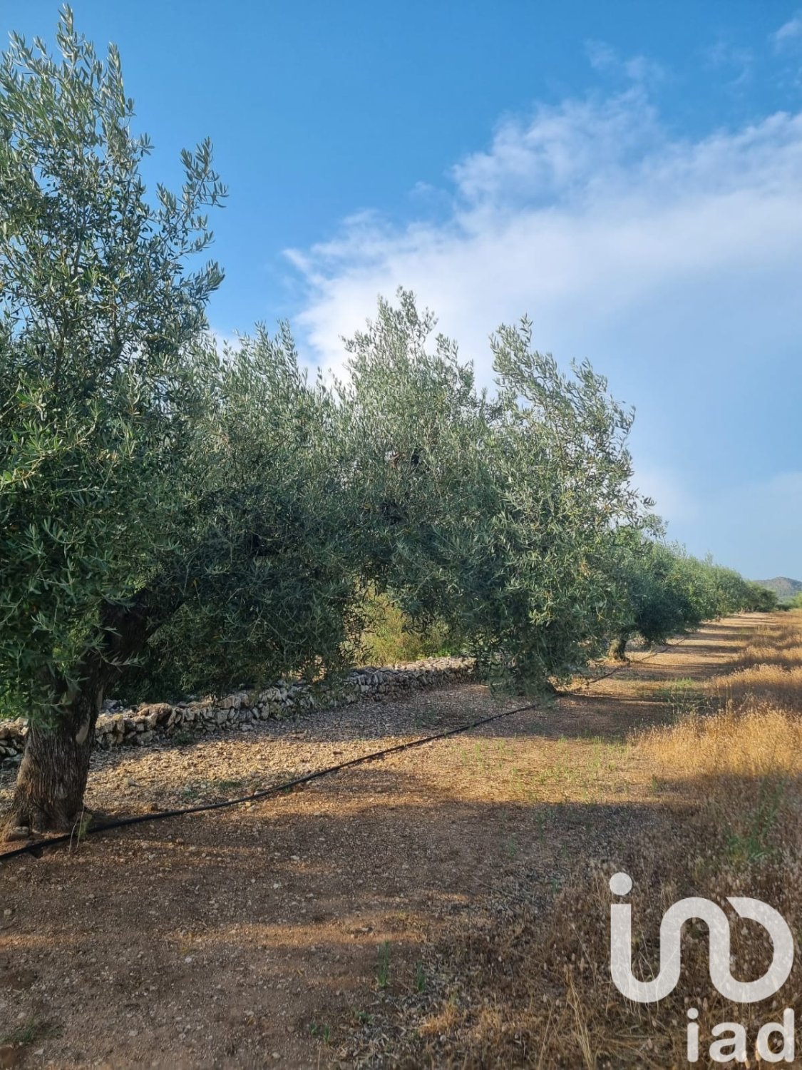 Land plot à Ginestar, Tarragona, Espagne 6093 m2 No. 185815