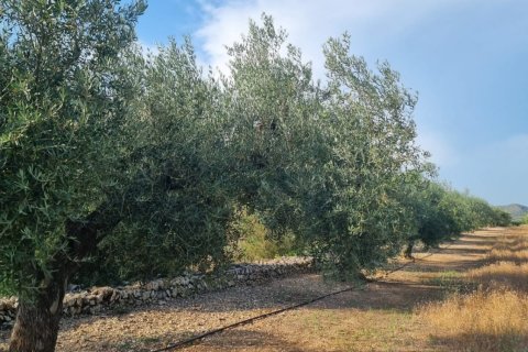 Parcela en venta en Ginestar, Tarragona, España 6093 m2 No. 185815 - foto 22