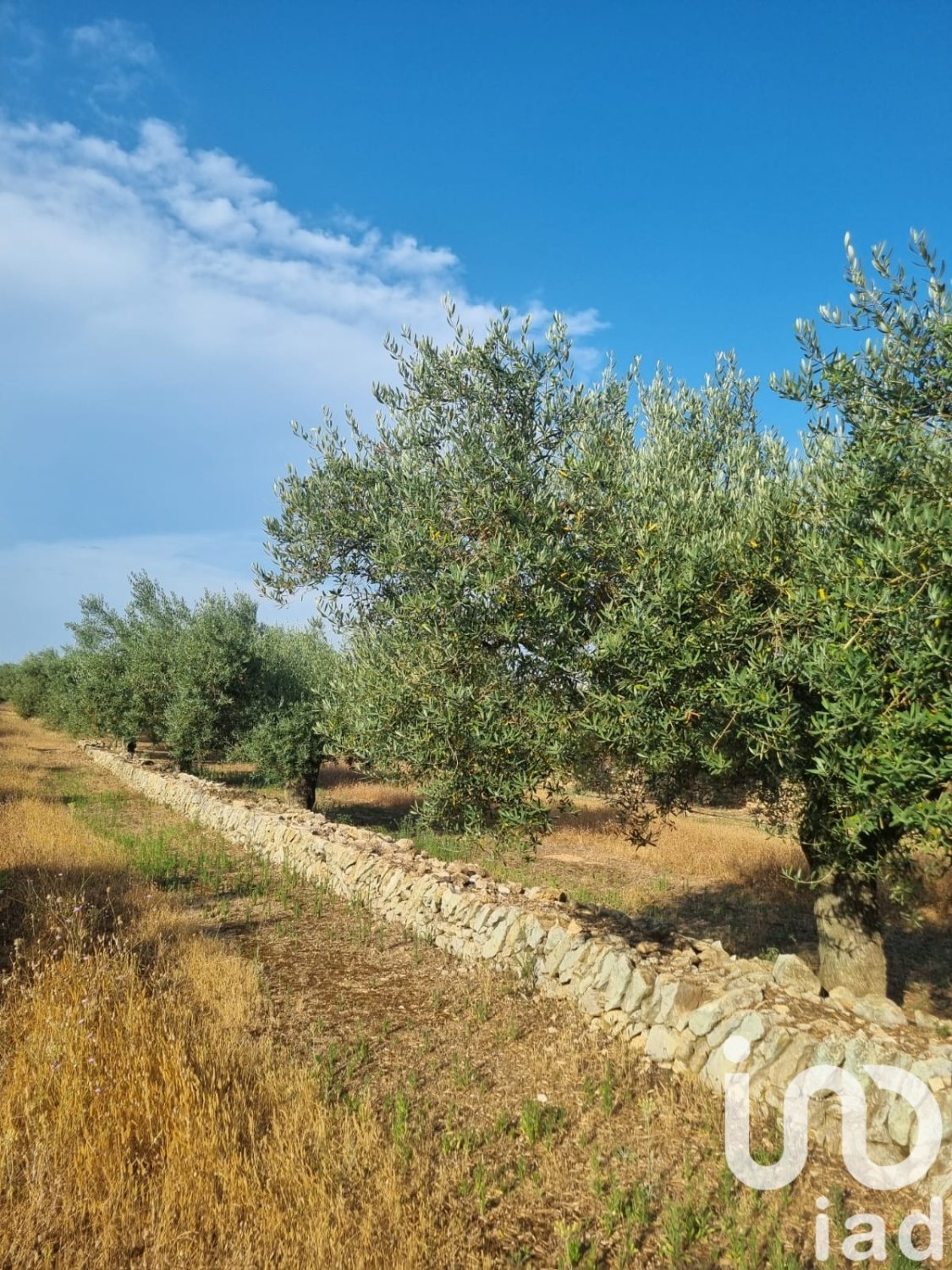 Land plot à Ginestar, Tarragona, Espagne 6093 m2 No. 185815