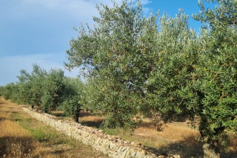 Parcela en venta en Ginestar, Tarragona, España 6093 m2 No. 185815 - foto 23