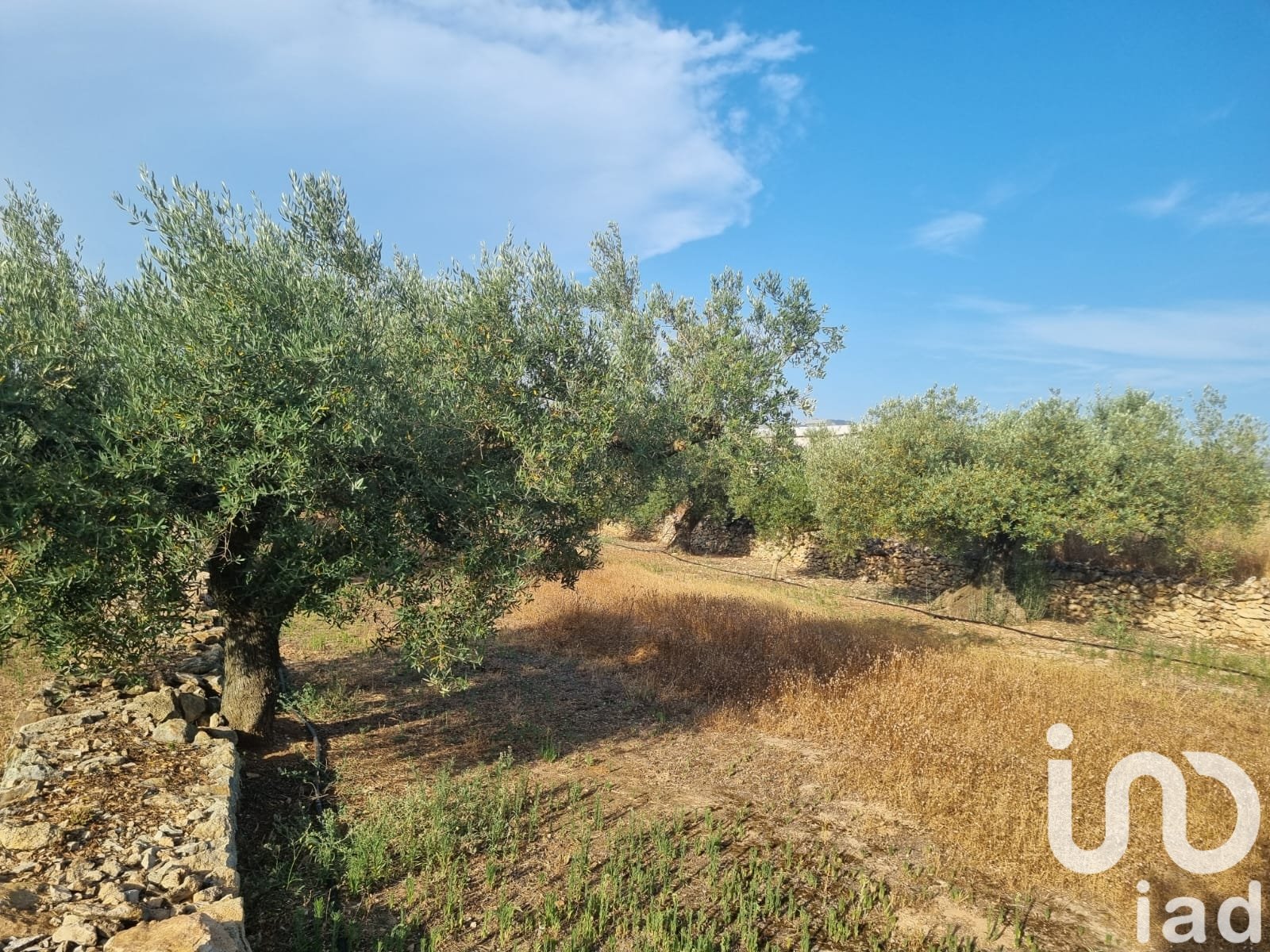 Land plot à Ginestar, Tarragona, Espagne 6093 m2 No. 185815