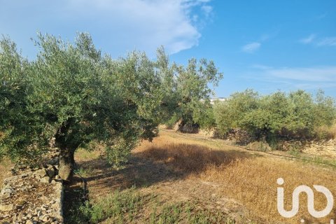 Parcela en venta en Ginestar, Tarragona, España 6093 m2 No. 185815 - foto 2