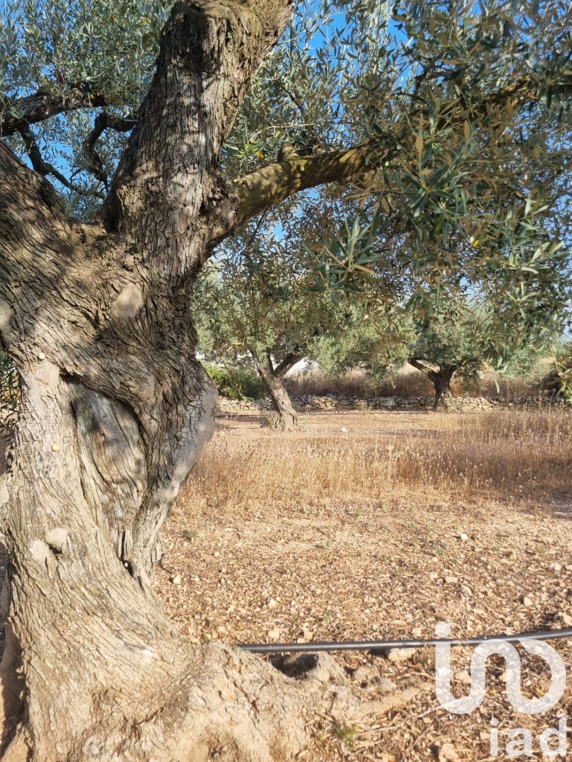 Land plot à Ginestar, Tarragona, Espagne 6093 m2 No. 185815