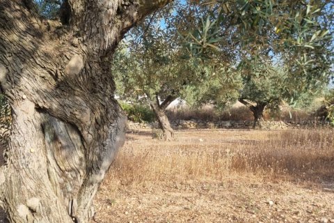 Parcela en venta en Ginestar, Tarragona, España 6093 m2 No. 185815 - foto 27