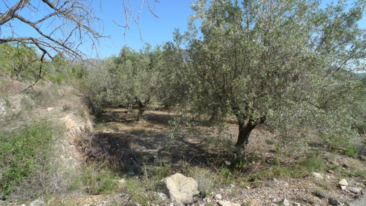 Parcela en Benigembla, Alicante, España No. 183875