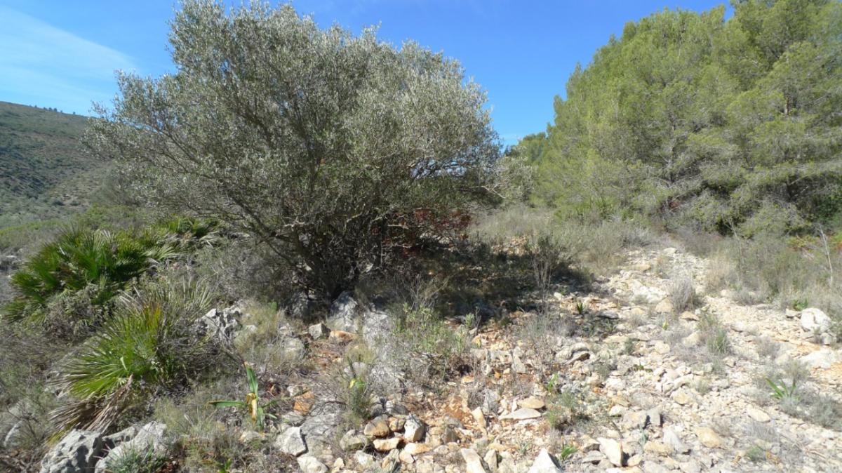Parcela en Benigembla, Alicante, España No. 183875