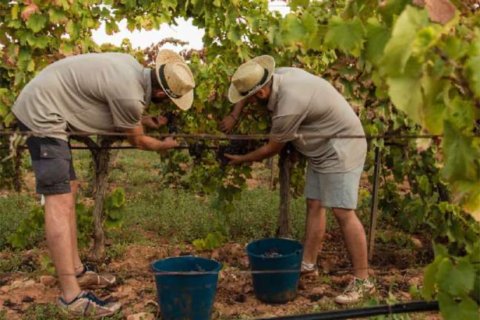 Huvila myytävänä Sencelles, Mallorca, Espanja, 4 makuuhuonetta, 525 m2 No. 154672 - kuva 7