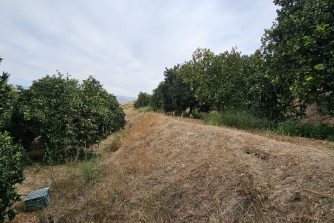 Commercial property for sale in Illar, Almeria, Spain No. 185671 - photo 12