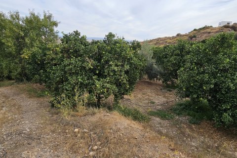 Commercial property for sale in Illar, Almeria, Spain No. 185671 - photo 17