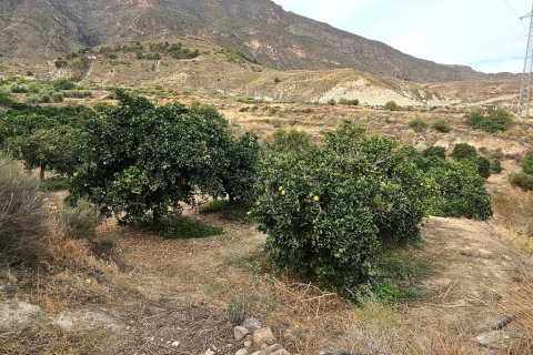 Commercial property for sale in Illar, Almeria, Spain No. 185671 - photo 10