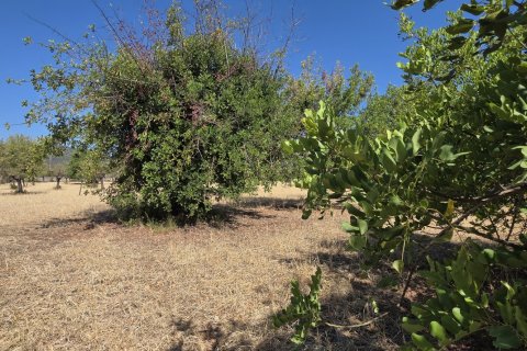 Zemes gabals pārdošanā Selva, Mallorca, Spānijā 14532 m2 Nr. 188083 - attēls 5
